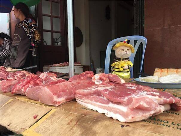 inspiringlife.pt - Gatinho adorável torna-se o vendedor de peixe mais famoso em mercado vietnamita local