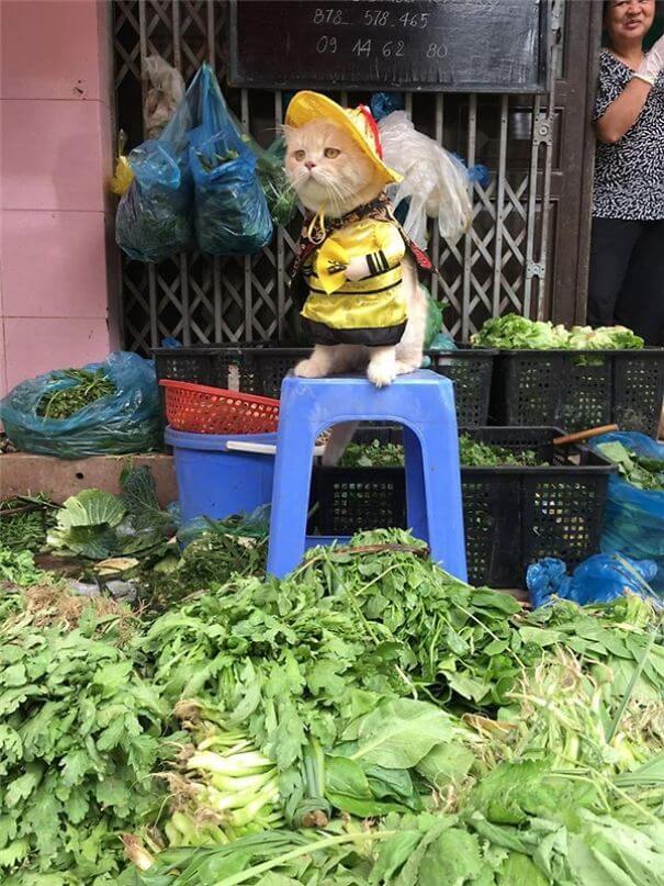 inspiringlife.pt - Gatinho adorável torna-se o vendedor de peixe mais famoso em mercado vietnamita local