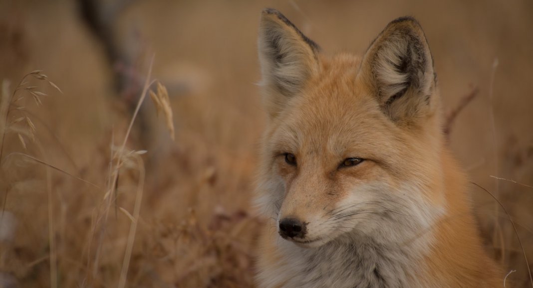 TESTE: Qual é o teu espírito animal?