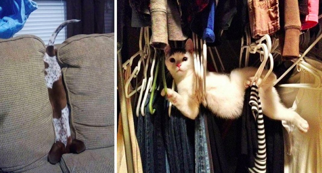 16 animais que não fazem a mínima ideia de como utilizar certas mobílias de casa