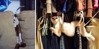 16 animais que não fazem a mínima ideia de como utilizar certas mobílias de casa