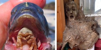 20 fotos que provam que com a Natureza não se brinca