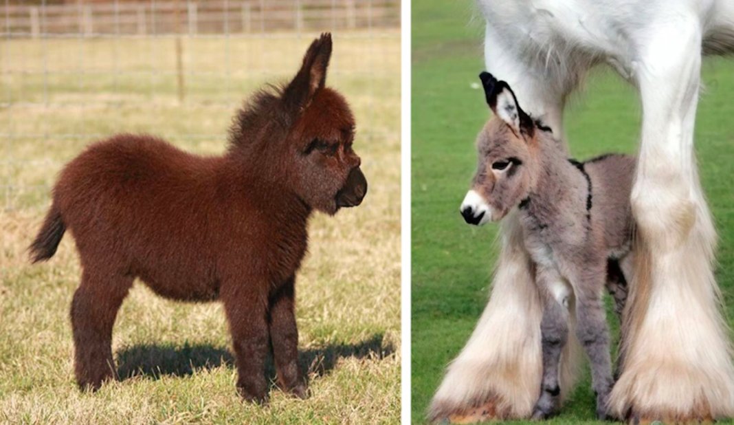 22 burros bebés adoráveis que são mesmo o que precisas de ver hoje
