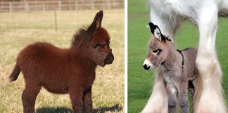 22 burros bebés adoráveis que são mesmo o que precisas de ver hoje