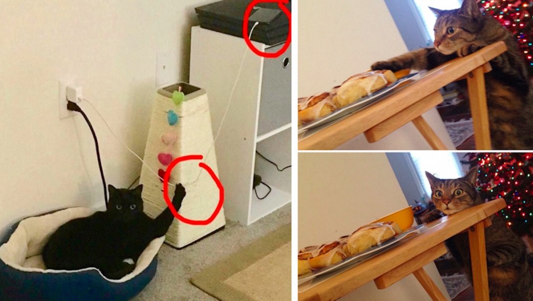 26 fotos que provam o quão malvados conseguem ser os gatos