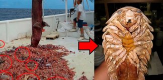 7 curiosidades sobre baratas marinhas gigantes que possivelmente desconhecias