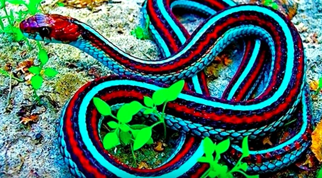 8 animais extintos que reapareceram na nossa Natureza