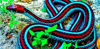 8 animais extintos que reapareceram na nossa Natureza