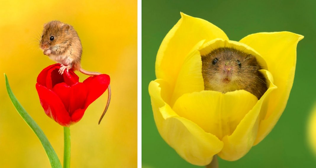 Adorável sessão fotográfica de pequeno ratinho derrete corações por todo o Mundo