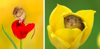 Adorável sessão fotográfica de pequeno ratinho derrete corações por todo o Mundo
