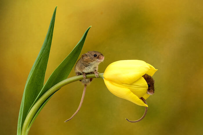 inspiringlife.pt - Adorável sessão fotográfica de pequeno ratinho derrete corações por todo o Mundo