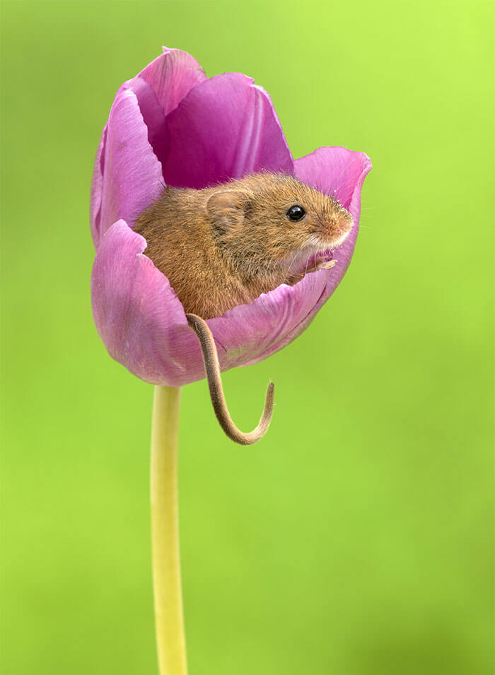 inspiringlife.pt - Adorável sessão fotográfica de pequeno ratinho derrete corações por todo o Mundo