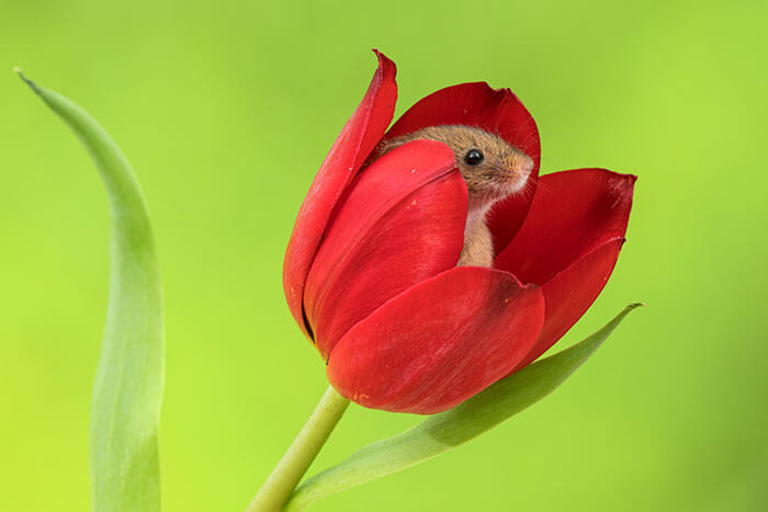 inspiringlife.pt - Adorável sessão fotográfica de pequeno ratinho derrete corações por todo o Mundo