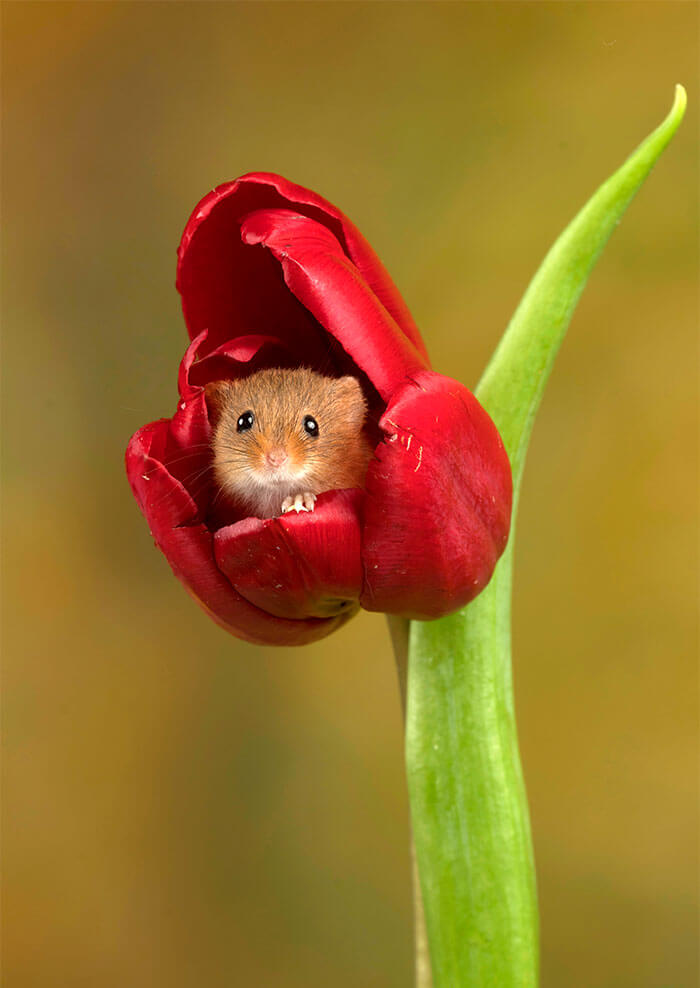 inspiringlife.pt - Adorável sessão fotográfica de pequeno ratinho derrete corações por todo o Mundo