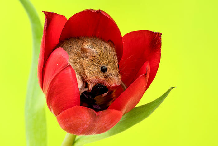 inspiringlife.pt - Adorável sessão fotográfica de pequeno ratinho derrete corações por todo o Mundo