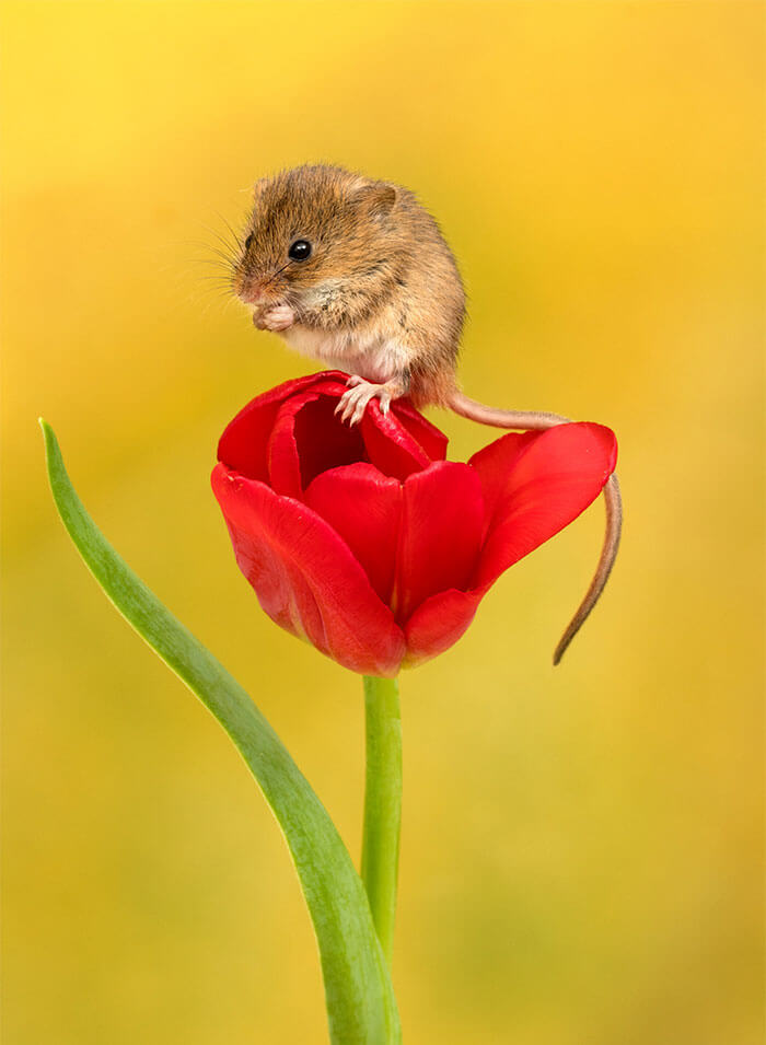 inspiringlife.pt - Adorável sessão fotográfica de pequeno ratinho derrete corações por todo o Mundo