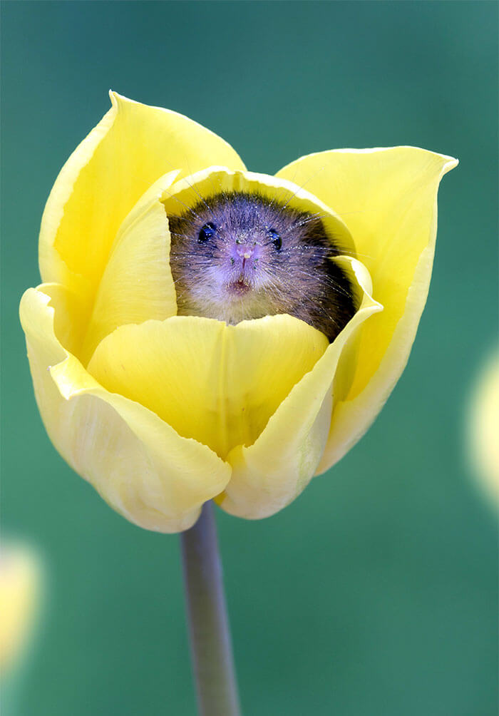 inspiringlife.pt - Adorável sessão fotográfica de pequeno ratinho derrete corações por todo o Mundo