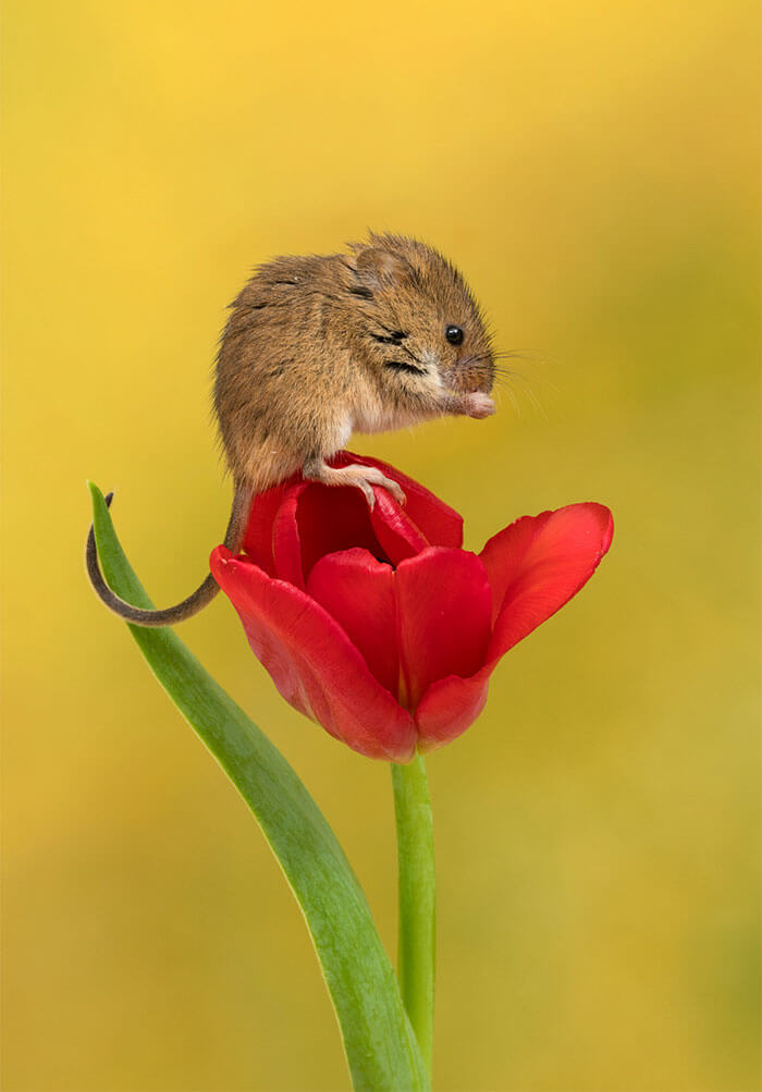 inspiringlife.pt - Adorável sessão fotográfica de pequeno ratinho derrete corações por todo o Mundo