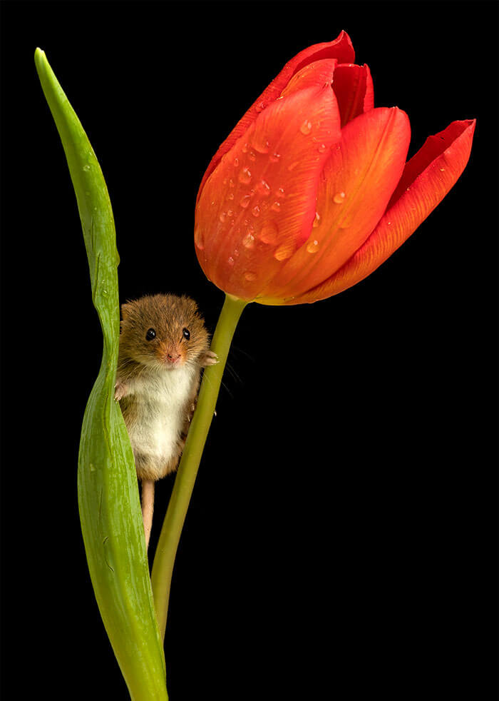 inspiringlife.pt - Adorável sessão fotográfica de pequeno ratinho derrete corações por todo o Mundo