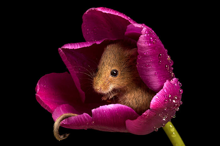 inspiringlife.pt - Adorável sessão fotográfica de pequeno ratinho derrete corações por todo o Mundo