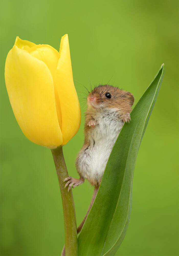 inspiringlife.pt - Adorável sessão fotográfica de pequeno ratinho derrete corações por todo o Mundo