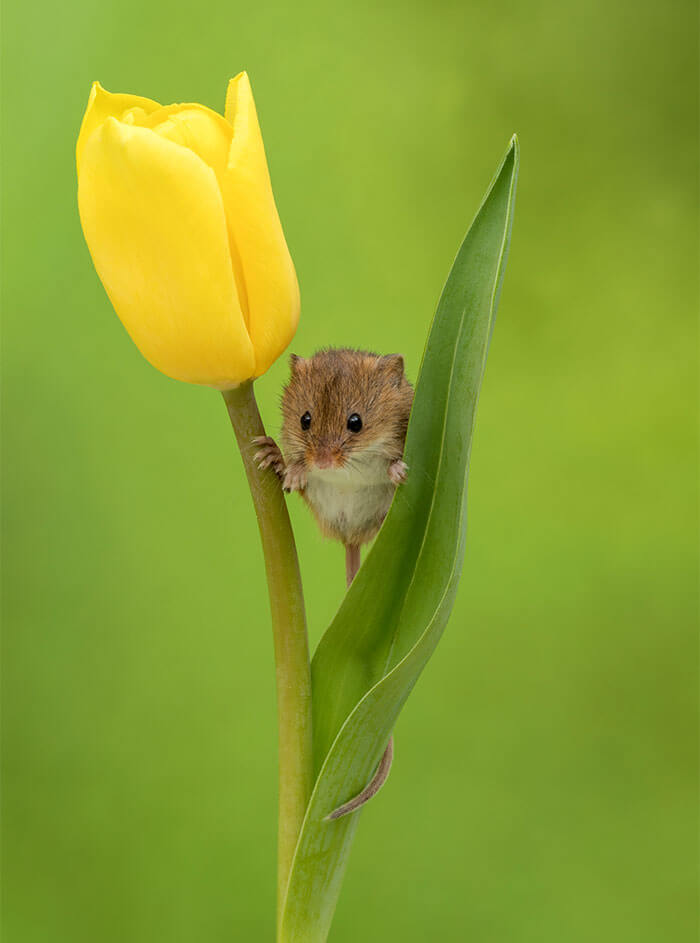 inspiringlife.pt - Adorável sessão fotográfica de pequeno ratinho derrete corações por todo o Mundo