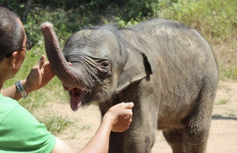 inspiringlife.pt - Bebé elefante chora e "grita" durante 5 horas após ser agredido e abandonado pelos pais