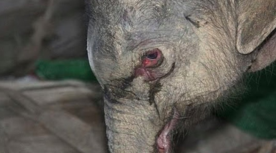 Bebé elefante chora e “grita” durante 5 horas após ser agredido e abandonado pelos pais