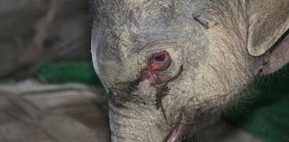 Bebé elefante chora e “grita” durante 5 horas após ser agredido e abandonado pelos pais