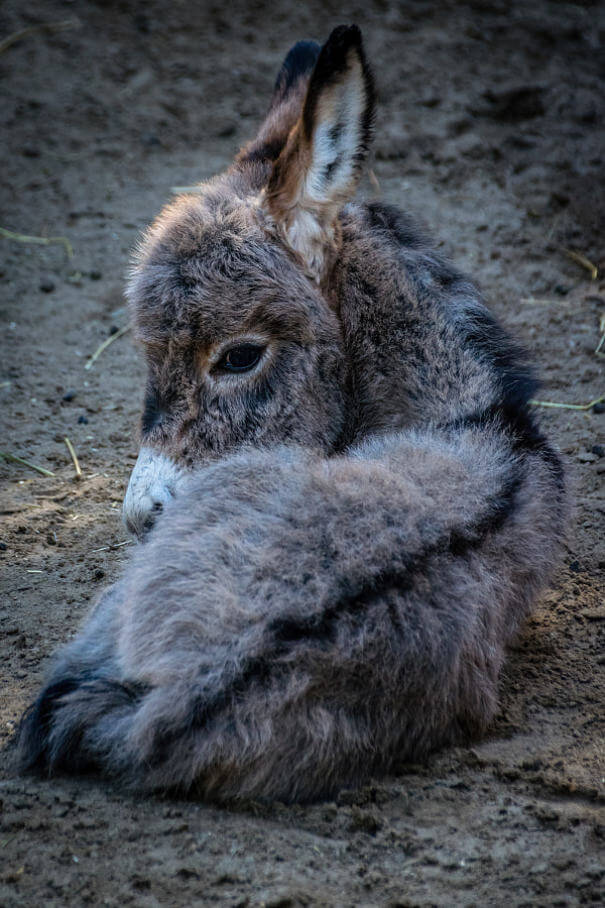inspiringlife.pt - 22 burros bebés adoráveis que são mesmo o que precisas de ver hoje