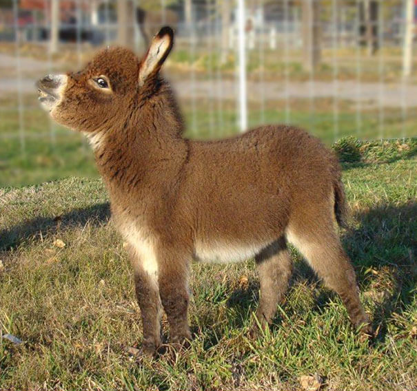 inspiringlife.pt - 22 burros bebés adoráveis que são mesmo o que precisas de ver hoje