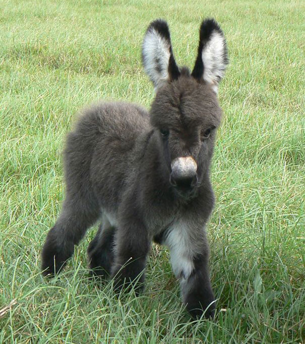 inspiringlife.pt - 22 burros bebés adoráveis que são mesmo o que precisas de ver hoje