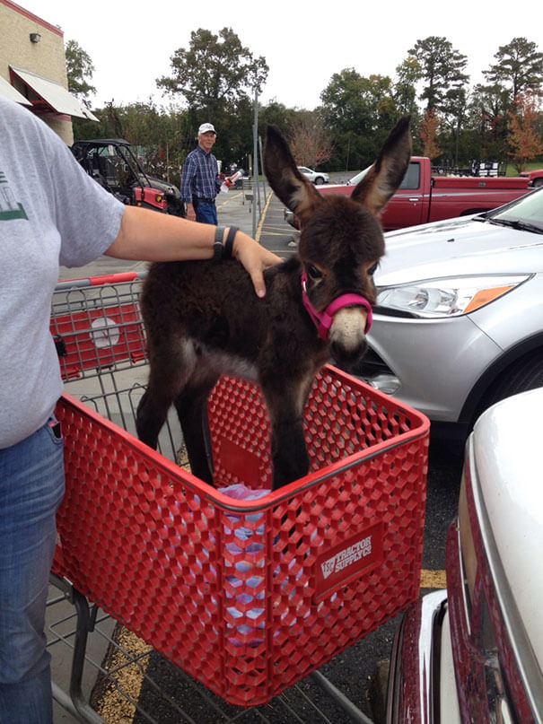 inspiringlife.pt - 22 burros bebés adoráveis que são mesmo o que precisas de ver hoje