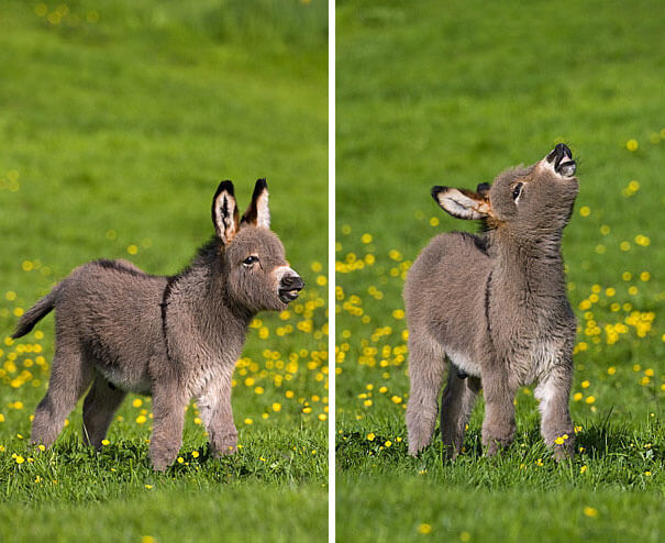 inspiringlife.pt - 22 burros bebés adoráveis que são mesmo o que precisas de ver hoje