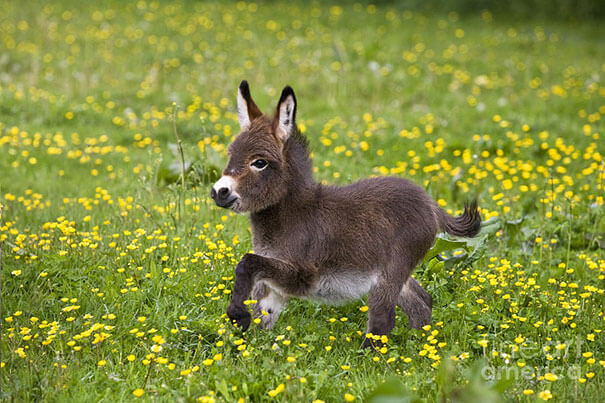 inspiringlife.pt - 22 burros bebés adoráveis que são mesmo o que precisas de ver hoje