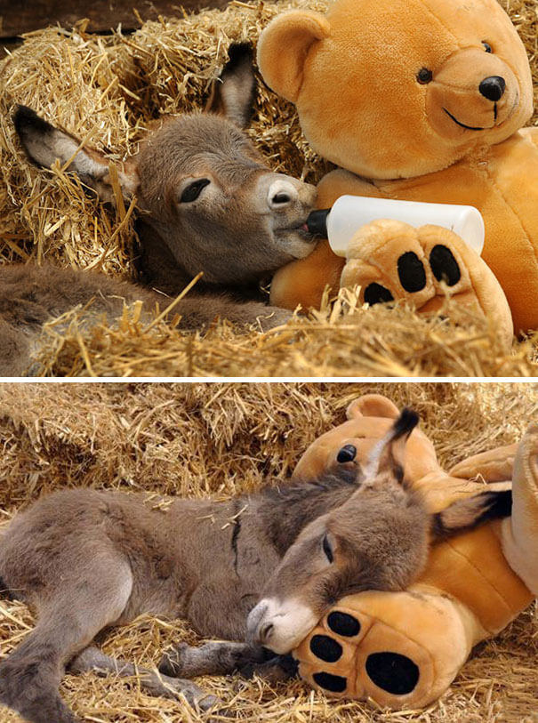 inspiringlife.pt - 22 burros bebés adoráveis que são mesmo o que precisas de ver hoje