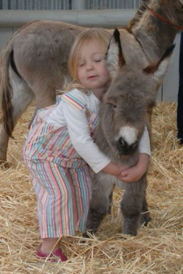 inspiringlife.pt - 22 burros bebés adoráveis que são mesmo o que precisas de ver hoje