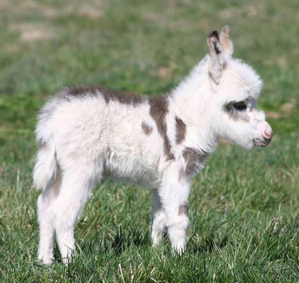 inspiringlife.pt - 22 burros bebés adoráveis que são mesmo o que precisas de ver hoje