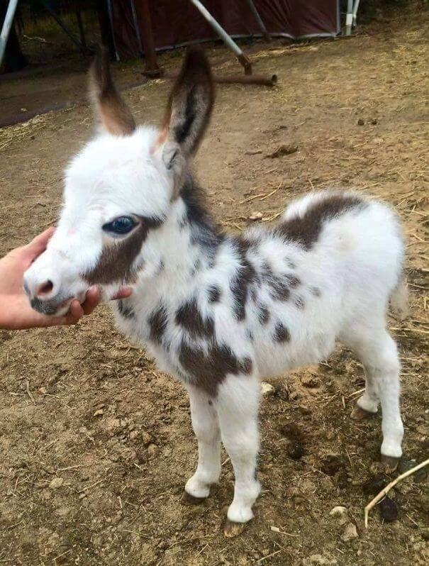 inspiringlife.pt - 22 burros bebés adoráveis que são mesmo o que precisas de ver hoje