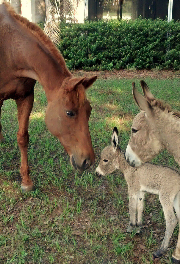 inspiringlife.pt - 22 burros bebés adoráveis que são mesmo o que precisas de ver hoje