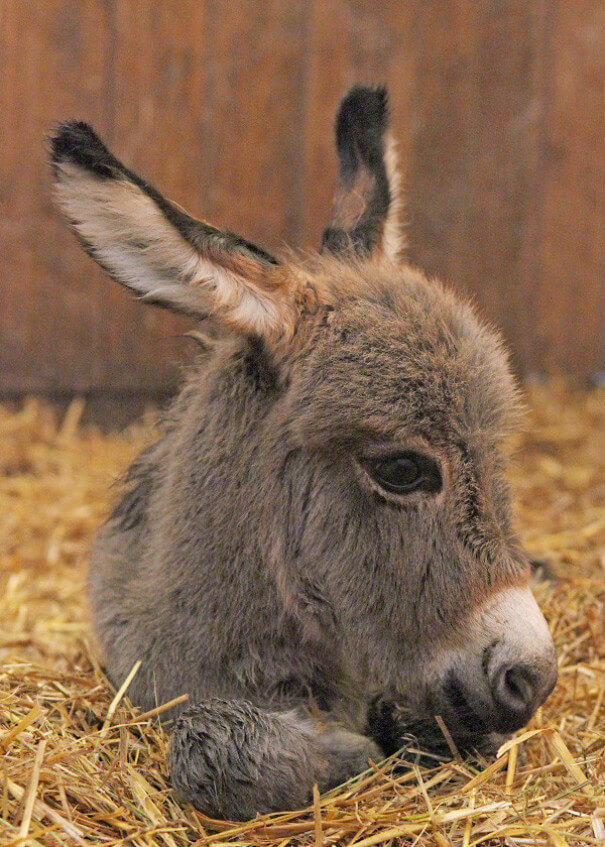 inspiringlife.pt - 22 burros bebés adoráveis que são mesmo o que precisas de ver hoje