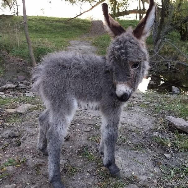 inspiringlife.pt - 22 burros bebés adoráveis que são mesmo o que precisas de ver hoje