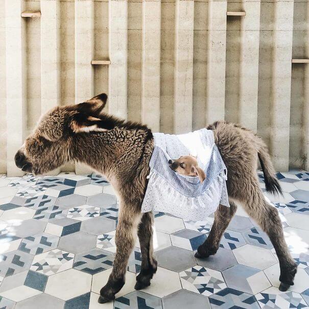 inspiringlife.pt - 22 burros bebés adoráveis que são mesmo o que precisas de ver hoje