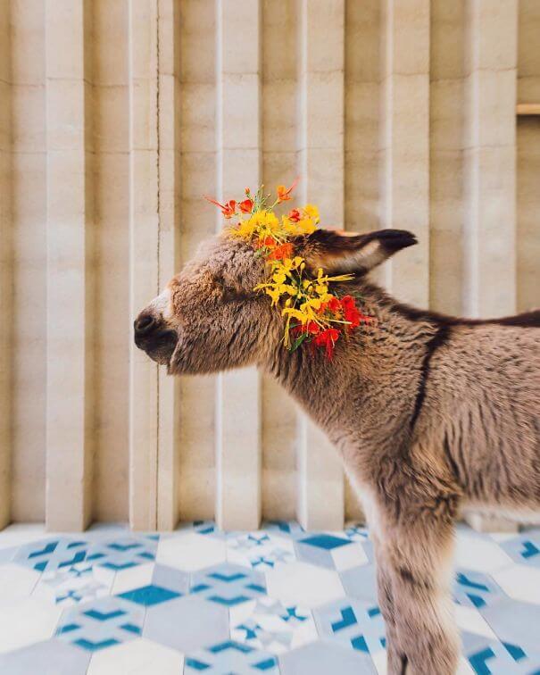 inspiringlife.pt - 22 burros bebés adoráveis que são mesmo o que precisas de ver hoje