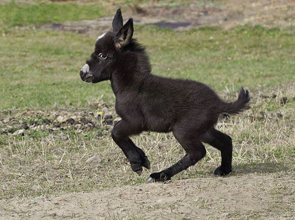 inspiringlife.pt - 22 burros bebés adoráveis que são mesmo o que precisas de ver hoje