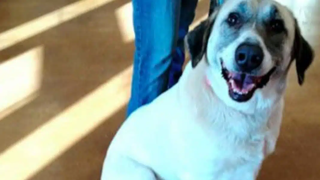 cadela-anda-32km-ate-casa-duas-vezes-depois-de-ter-sido-deixada-para-adopcao-em-abrigo Cadela anda 32km até casa duas vezes depois de ter sido deixada para adopção em abrigo