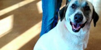 Cadela anda 32km até casa duas vezes depois de ter sido deixada para adopção em abrigo