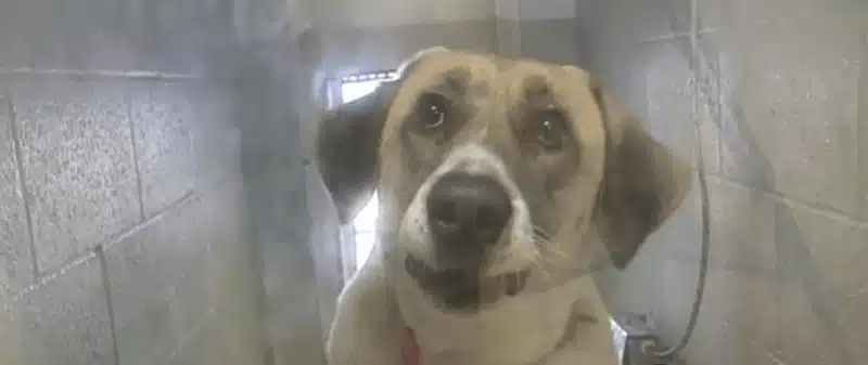 Cadela anda 32km até casa duas vezes depois de ter sido deixada para adopção em abrigo inspiringlife.pt - Cadela anda 32km até casa duas vezes depois de ter sido deixada para adopção em abrigo