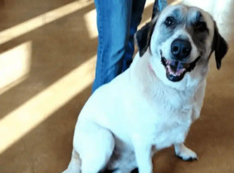 Cadela anda 32km até casa duas vezes depois de ter sido deixada para adopção em abrigo inspiringlife.pt - Cadela anda 32km até casa duas vezes depois de ter sido deixada para adopção em abrigo
