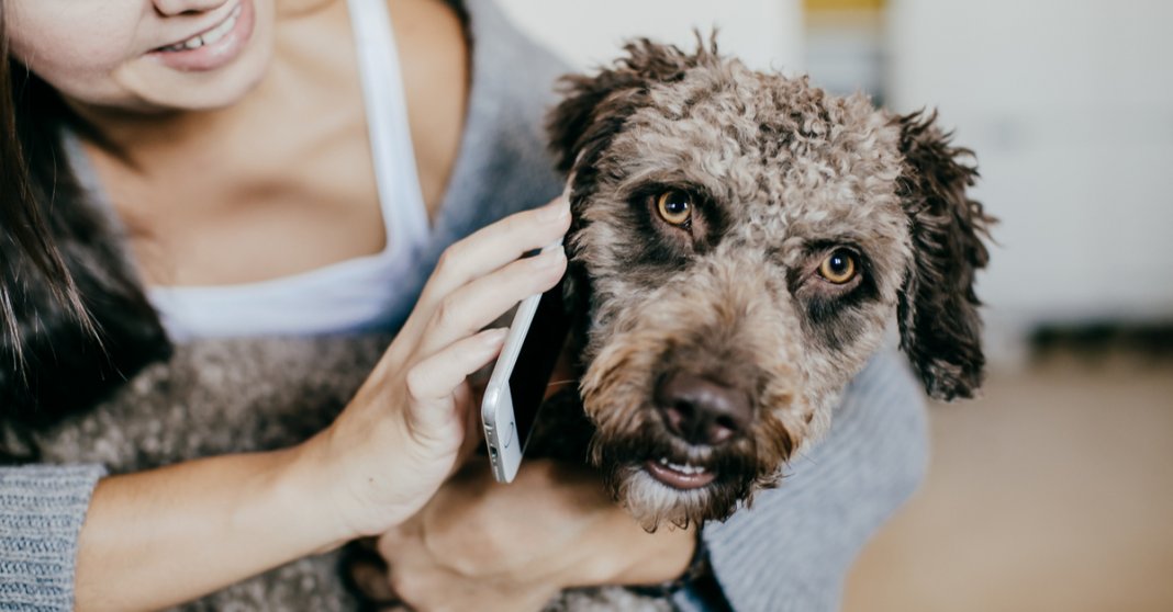 Estudo revela que os cachorros realmente entendem o que dizemos